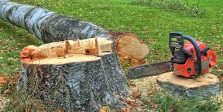Best Tree Risk Assessment  in Canton, TX