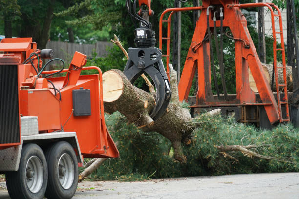 Best Tree Cabling and Bracing  in Canton, TX