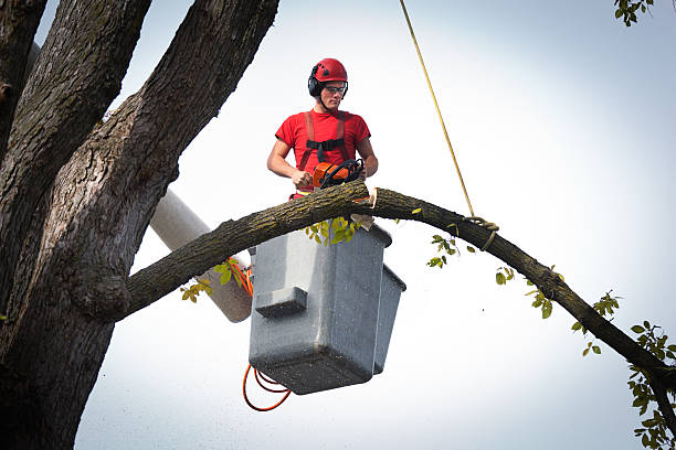 Best Commercial Tree Services  in Canton, TX